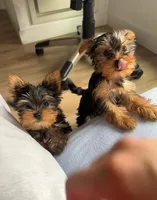 Tiny Bella, a female Yorkshire Terrier for sale in Los Angeles, CA – Photo 4 of 6