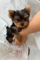 Tiny Bella, a female Yorkshire Terrier for sale in Los Angeles, CA – Photo 2 of 6