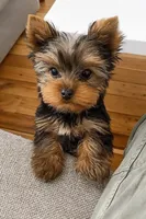 Tiny Bella, a female Yorkshire Terrier for sale in Los Angeles, CA – Photo 6 of 6