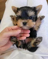 Tiny Bella, a female Yorkshire Terrier for sale in Los Angeles, CA – Photo 5 of 6