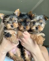 Tiny Bella, a female Yorkshire Terrier for sale in Los Angeles, CA – Photo 1 of 6