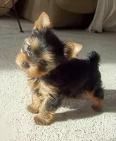 Tiny Bella, a female Yorkshire Terrier for sale in Los Angeles, CA – Photo 3 of 6