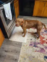 processed/fe9508ab-998b-489f-934e-c8a319811d87/listing/3f690b30-a32b-402f-b5f0-914b3494d2ec/1bcb4f8a-1209-47b6-8521-c25d39d44f44