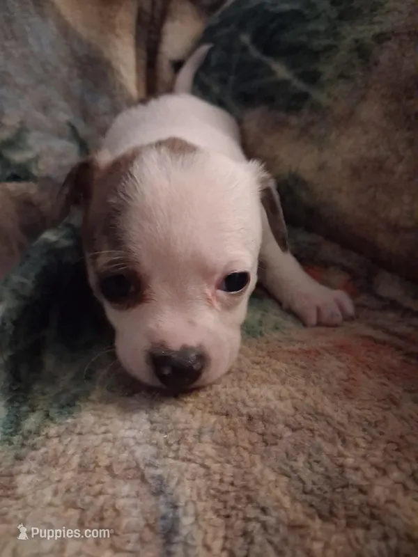 Chihuahua – Chihuahua puppy for sale in Watertown, NY