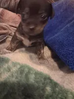 Male, a male Chihuahua for sale in Watertown, NY – Photo 2 of 2