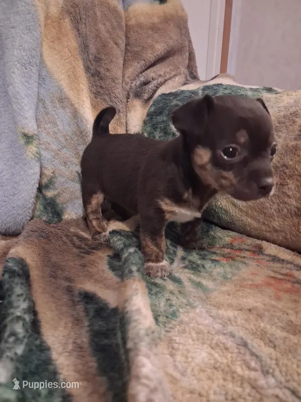 Male – Chihuahua puppy for sale in Watertown, NY