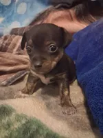Male, a male Chihuahua for sale in Watertown, NY – Photo 1 of 2