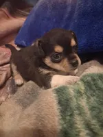 Girl, a female Chihuahua for sale in Watertown, NY – Photo 2 of 3