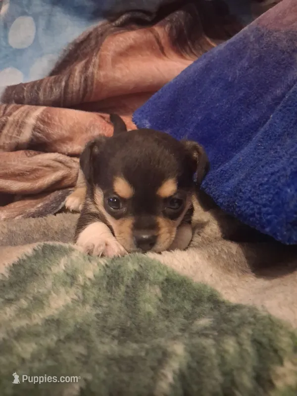 Girl – Chihuahua puppy for sale in Watertown, NY