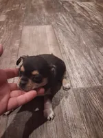 Girl, a female Chihuahua for sale in Watertown, NY – Photo 3 of 3