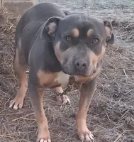 N, a female American Bully for sale in Watertown, NY – 1 of 1