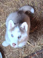 Husky pit , a female Siberian Husky and American Pit Bull Terrier for sale in Watertown, NY – Photo 2 of 4