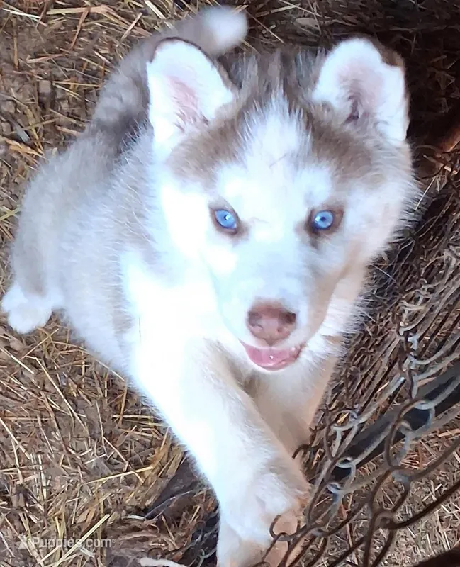 Husky pit  – Siberian Husky, American Pit Bull Terrier puppy for sale in Watertown, NY