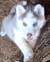 Husky pit , a female Siberian Husky and American Pit Bull Terrier for sale in Watertown, NY – Photo 1 of 4