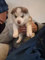 Husky pit , a female Siberian Husky for sale in Watertown, NY – Photo 1 of 3