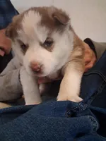 Husky pit , a female Siberian Husky for sale in Watertown, NY – Photo 2 of 3