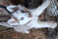 Husky pit , a female Siberian Husky and American Pit Bull Terrier for sale in Watertown, NY – Photo 4 of 4