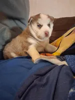 Husky pit , a female Siberian Husky for sale in Watertown, NY – Photo 3 of 3