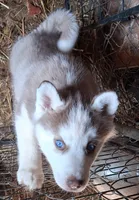 Husky pit , a female Siberian Husky and American Pit Bull Terrier for sale in Watertown, NY – Photo 3 of 4