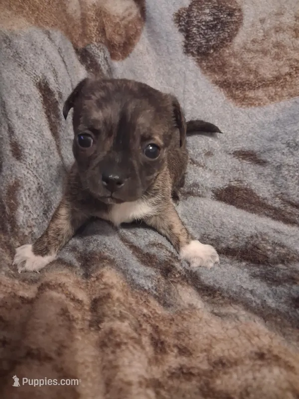 Boy – Chihuahua puppy on hold in Watertown, NY