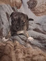 Boy, a male Chihuahua for sale in Watertown, NY – Photo 1 of 2