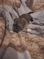 Boy, a male Chihuahua for sale in Watertown, NY – Photo 2 of 2