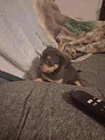 Girl, a female Chihuahua for sale in Watertown, NY – Photo 2 of 2