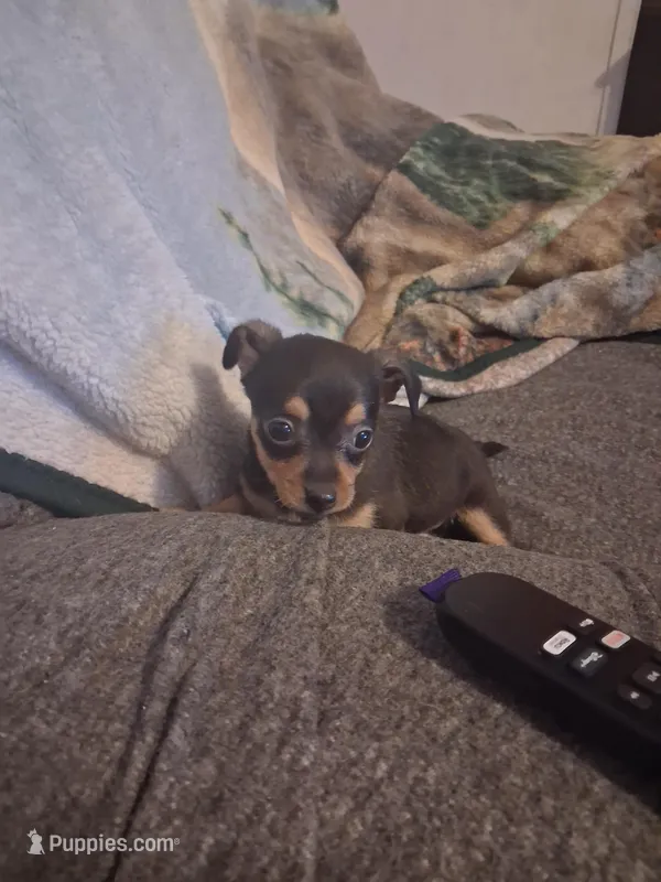 Girl – Chihuahua puppy for sale in Watertown, NY