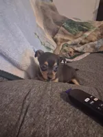 Girl, a female Chihuahua for sale in Watertown, NY – Photo 1 of 2