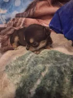 Male, a male Chihuahua for sale in Watertown, NY – Photo 2 of 4