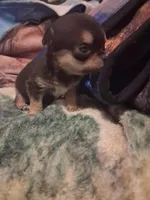 Male, a male Chihuahua for sale in Watertown, NY – Photo 3 of 4