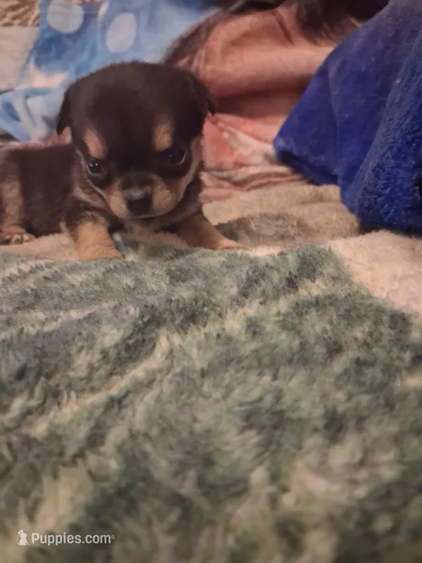Male – Chihuahua puppy on hold in Watertown, NY
