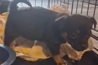 Chihuahua male, a male Chihuahua for sale in Watertown, NY – Photo 3 of 3