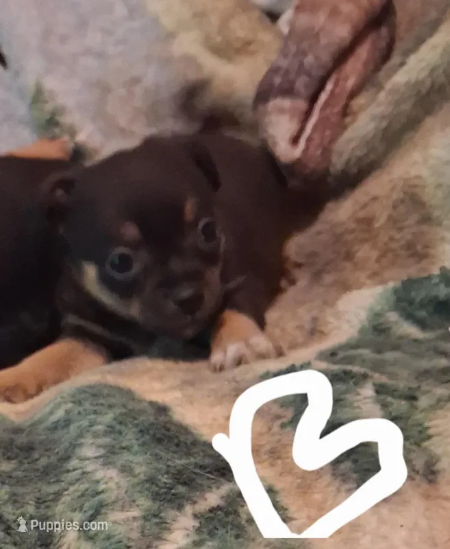 Chihuahua male – Chihuahua puppy for sale in Watertown, NY