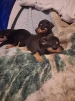 Chihuahua girl, a female Chihuahua for sale in Watertown, NY – Photo 2 of 6