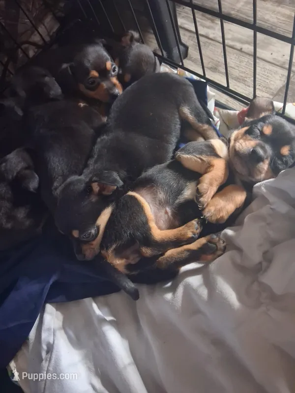 Chihuahua – Chihuahua puppy for sale in Watertown, NY