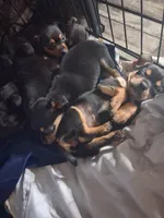 Chihuahua, a female Chihuahua for sale in Watertown, NY – Photo 1 of 3