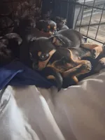 Chihuahua, a female Chihuahua for sale in Watertown, NY – Photo 3 of 3