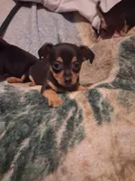 Chihuahua girl, a female Chihuahua for sale in Watertown, NY – Photo 1 of 6