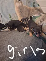 Chihuahua girl, a female Chihuahua for sale in Watertown, NY – Photo 3 of 6