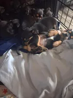 Chihuahua, a female Chihuahua for sale in Watertown, NY – Photo 2 of 3