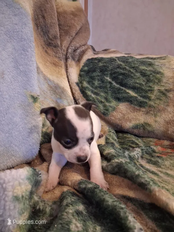 Girl – Chihuahua puppy for sale in Watertown, NY