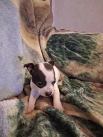 Girl, a female Chihuahua for sale in Watertown, NY – Photo 1 of 4