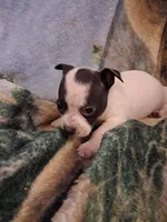 Girl, a female Chihuahua for sale in Watertown, NY – Photo 3 of 4