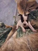 Girl, a female Chihuahua for sale in Watertown, NY – Photo 2 of 4