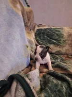 Girl, a female Chihuahua for sale in Watertown, NY – Photo 4 of 4