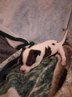 Female , a female Chihuahua for sale in Watertown, NY – Photo 3 of 4