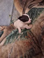 Female , a female Chihuahua for sale in Watertown, NY – Photo 2 of 4