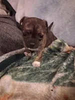 Male, a male Chihuahua for sale in Watertown, NY – Photo 2 of 2