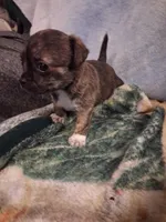 Male, a male Chihuahua for sale in Watertown, NY – Photo 1 of 2
